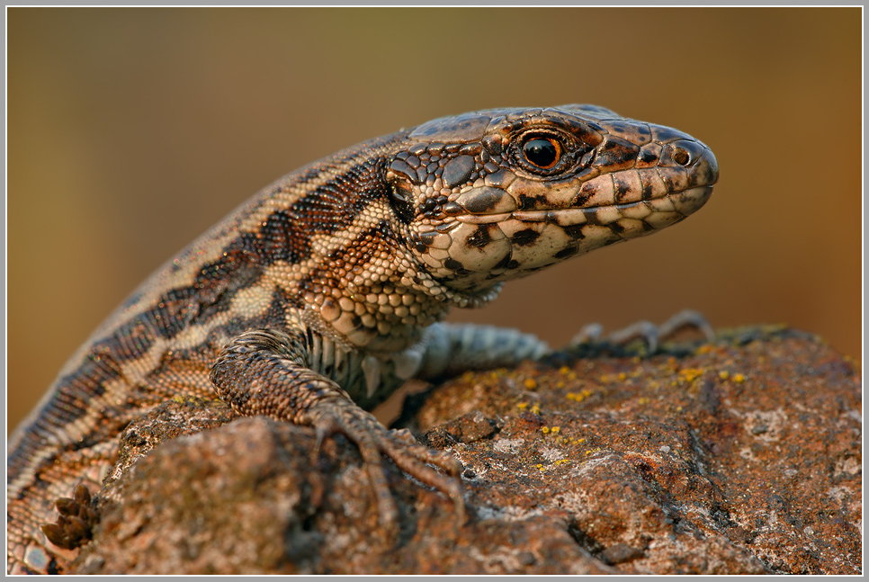 Mauereidechse (Podarcis muralis sp.)