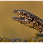 Mauereidechse (Podarcis muralis sp.)