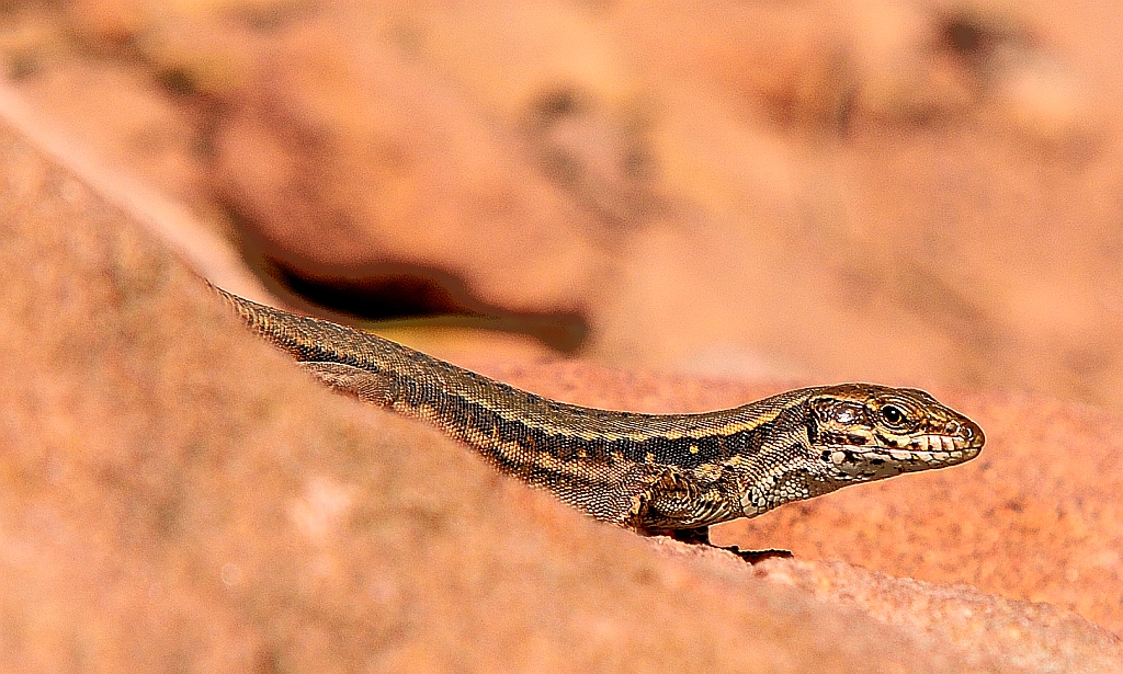 Mauereidechse (Podarcis muralis), Wall lizard, Lagartija roquera