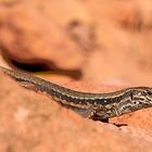 Mauereidechse (Podarcis muralis), Wall lizard, Lagartija roquera