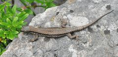 Mauereidechse (Podarcis muralis) Weibchen