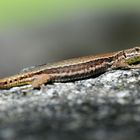 Mauereidechse (Podarcis muralis) weiblich