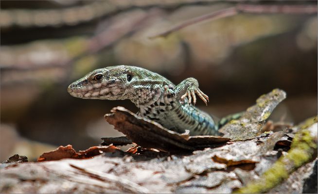 Mauereidechse - Portrait