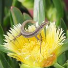 Mauereidechse präsentiert sich auf einer Mittagsblume