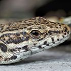 Mauereidechse (Prodarcis muralis) - Lézard des murailles.