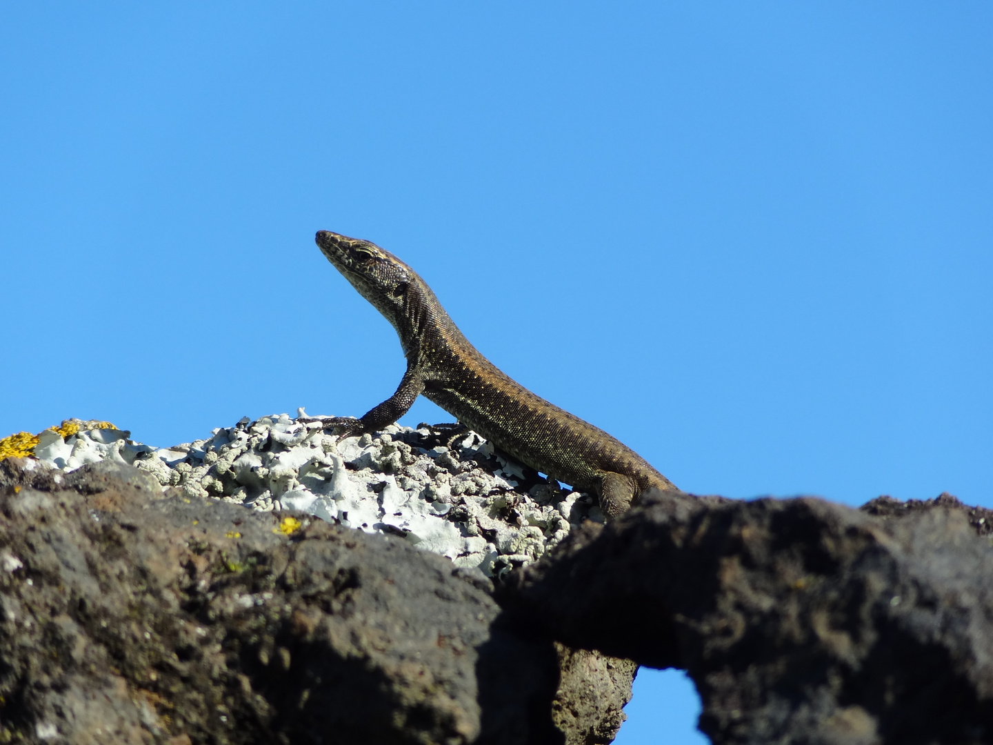 Mauereidechse Teira dugesii, Madeira