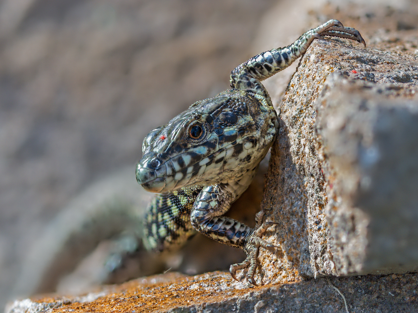 Mauereidechse wildlife in Aktion