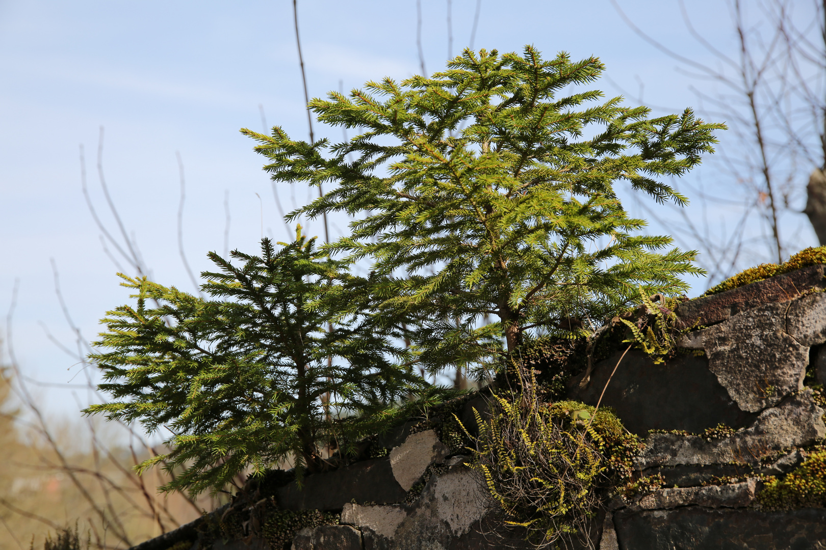 "Mauerfichte" auf Burgmauer