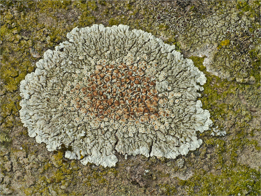 Mauerflechte (Lecanora muralis)