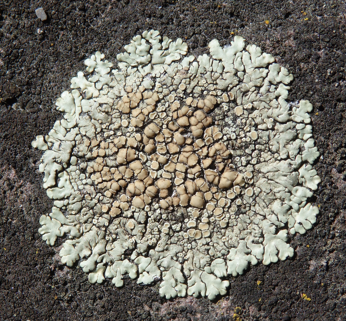 Mauerflechte (Lecanora muralis)