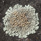 Mauerflechte (Lecanora muralis)