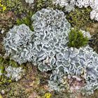 Mauerflechte (Lecanora muralis), junges Exemplar.