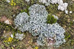 Mauerflechte (Lecanora muralis), junges Exemplar.