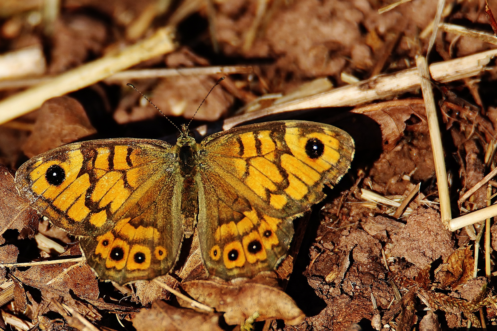 Mauerfuchs