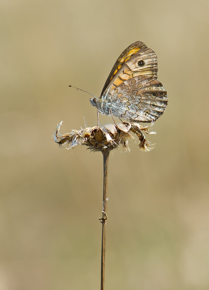 Mauerfuchs