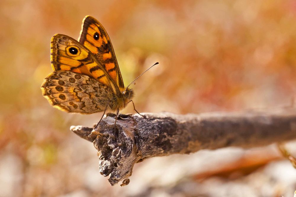 MAUERFUCHS