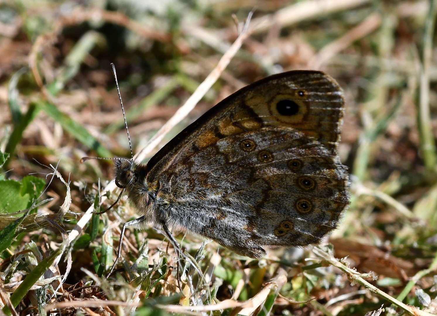 Mauerfuchs