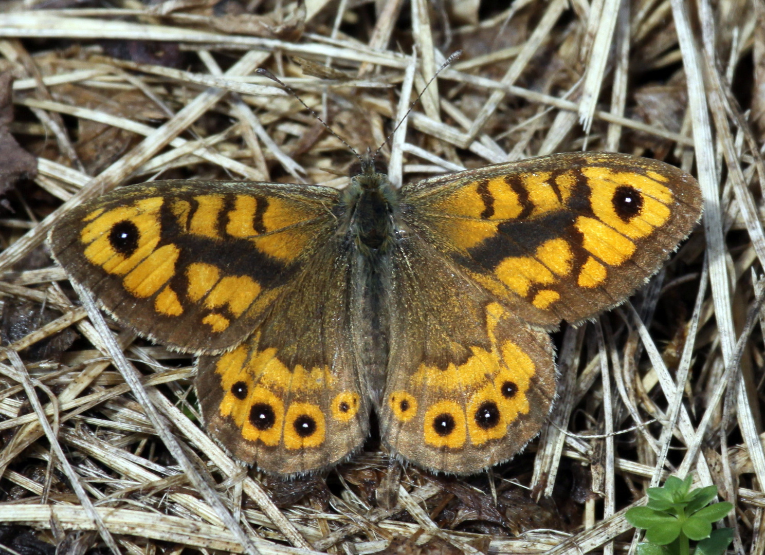 Mauerfuchs