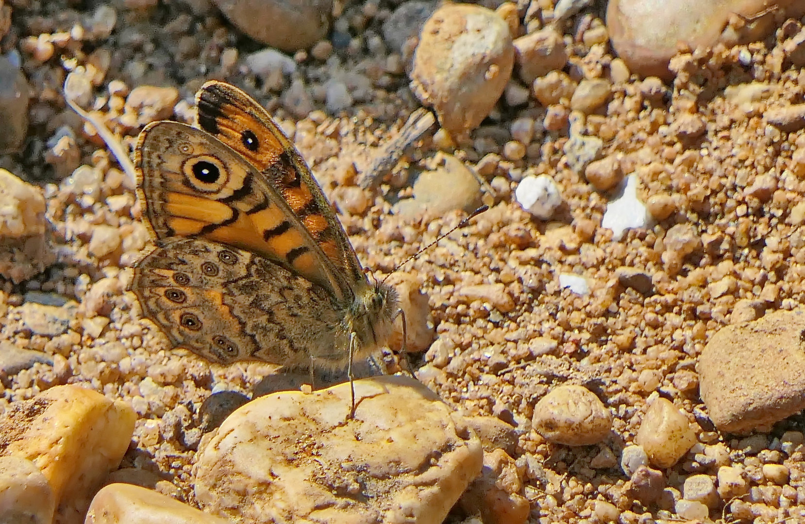   Mauerfuchs 