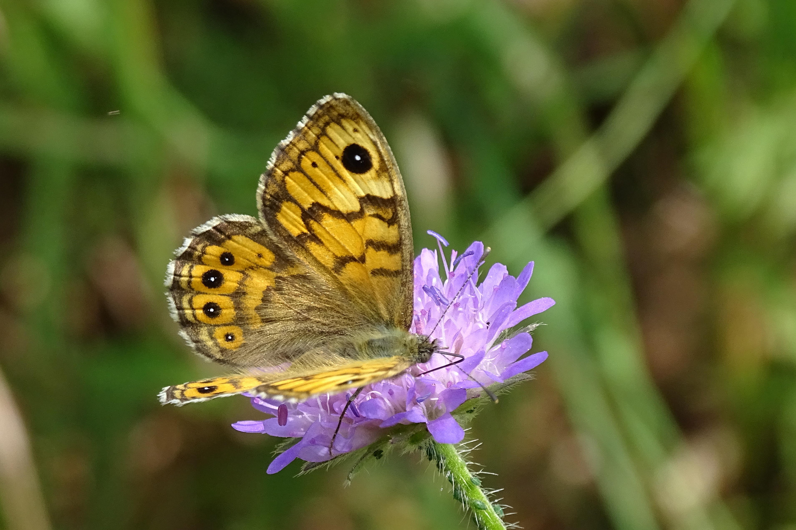 Mauerfuchs