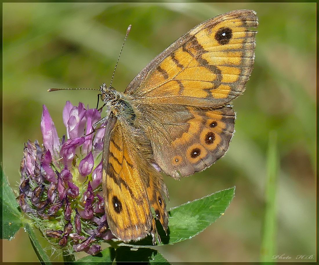 Mauerfuchs auf Kleeblüte