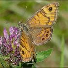 Mauerfuchs auf Kleeblüte