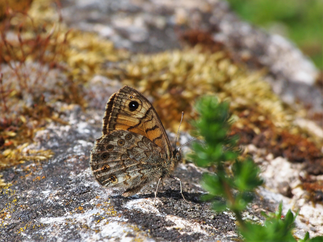 Mauerfuchs