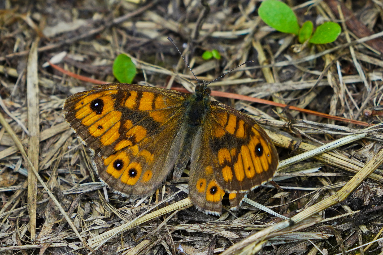 Mauerfuchs