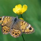 Mauerfuchs - Der Ein-Klick-Falter