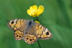 Mauerfuchs - Der Ein-Klick-Falter