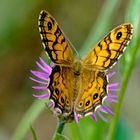 Mauerfuchs (Edelfalter) - Lasiommata megera