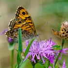 Mauerfuchs (Edelfalter) - Lasiommata megera