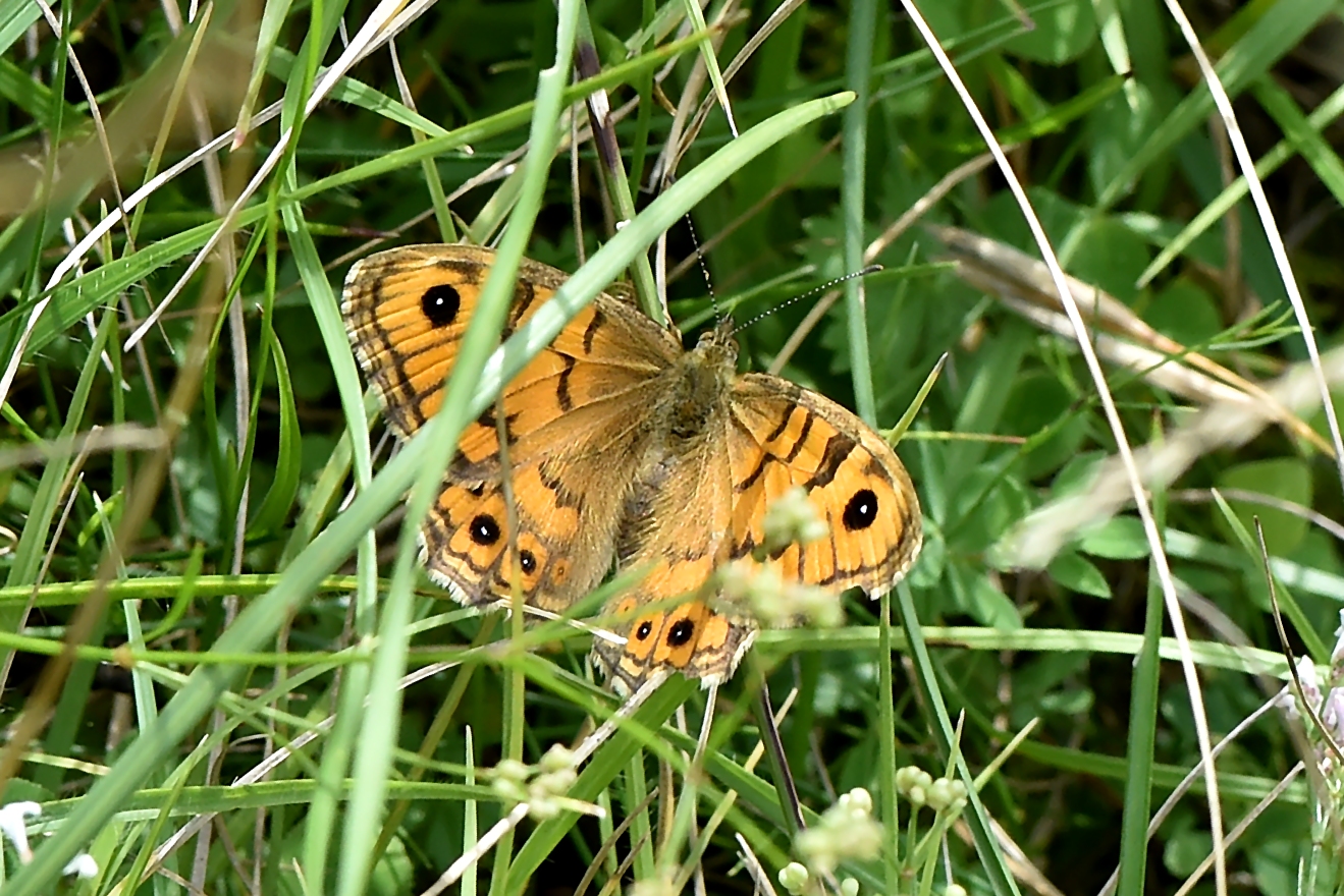 Mauerfuchs im Grünen