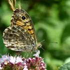 Mauerfuchs im Profil