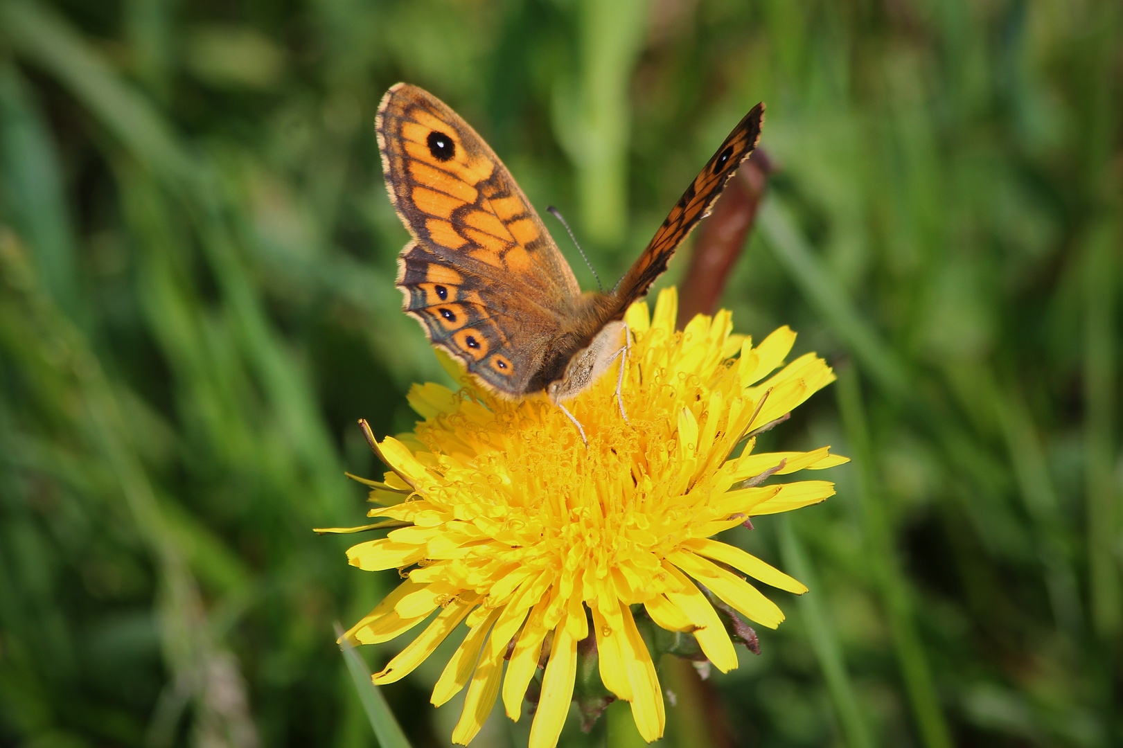 Mauerfuchs (IMG_0179_ji)