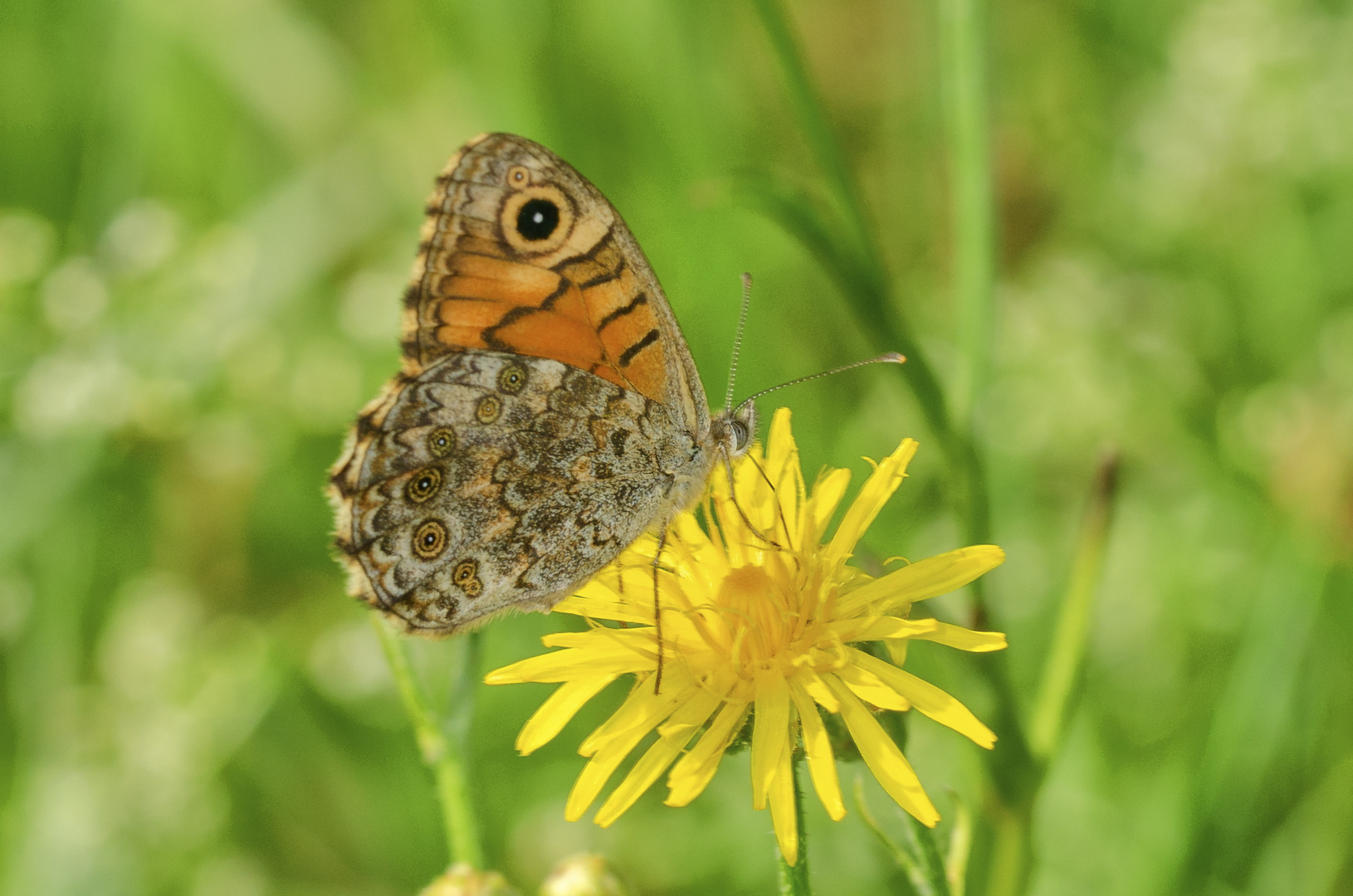 Mauerfuchs (Lasimmata megera)