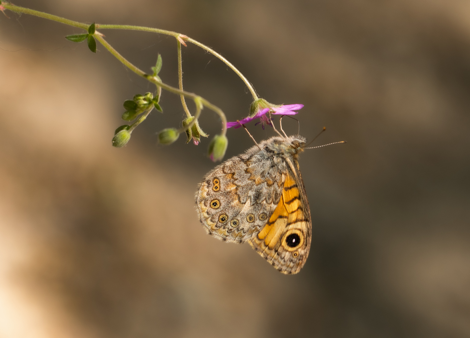 Mauerfuchs (Lasiomatta megera)