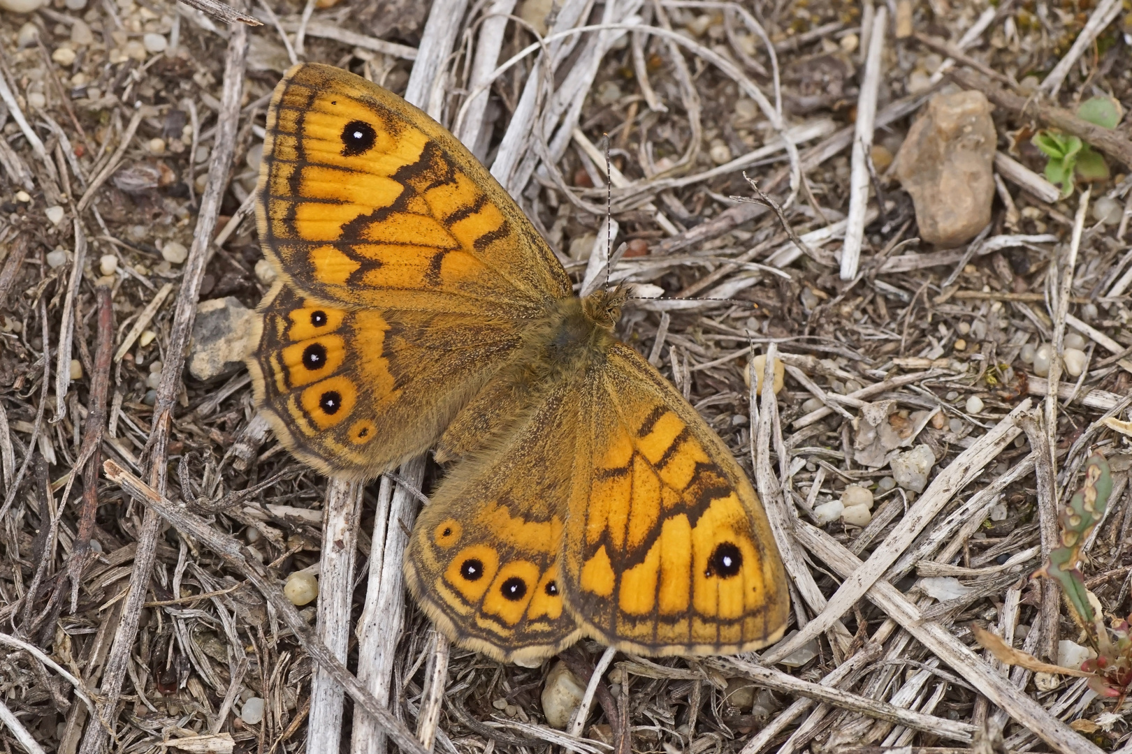 Mauerfuchs (Lasiommata megaera), Weibchen