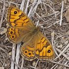 Mauerfuchs (Lasiommata megaera), Weibchen