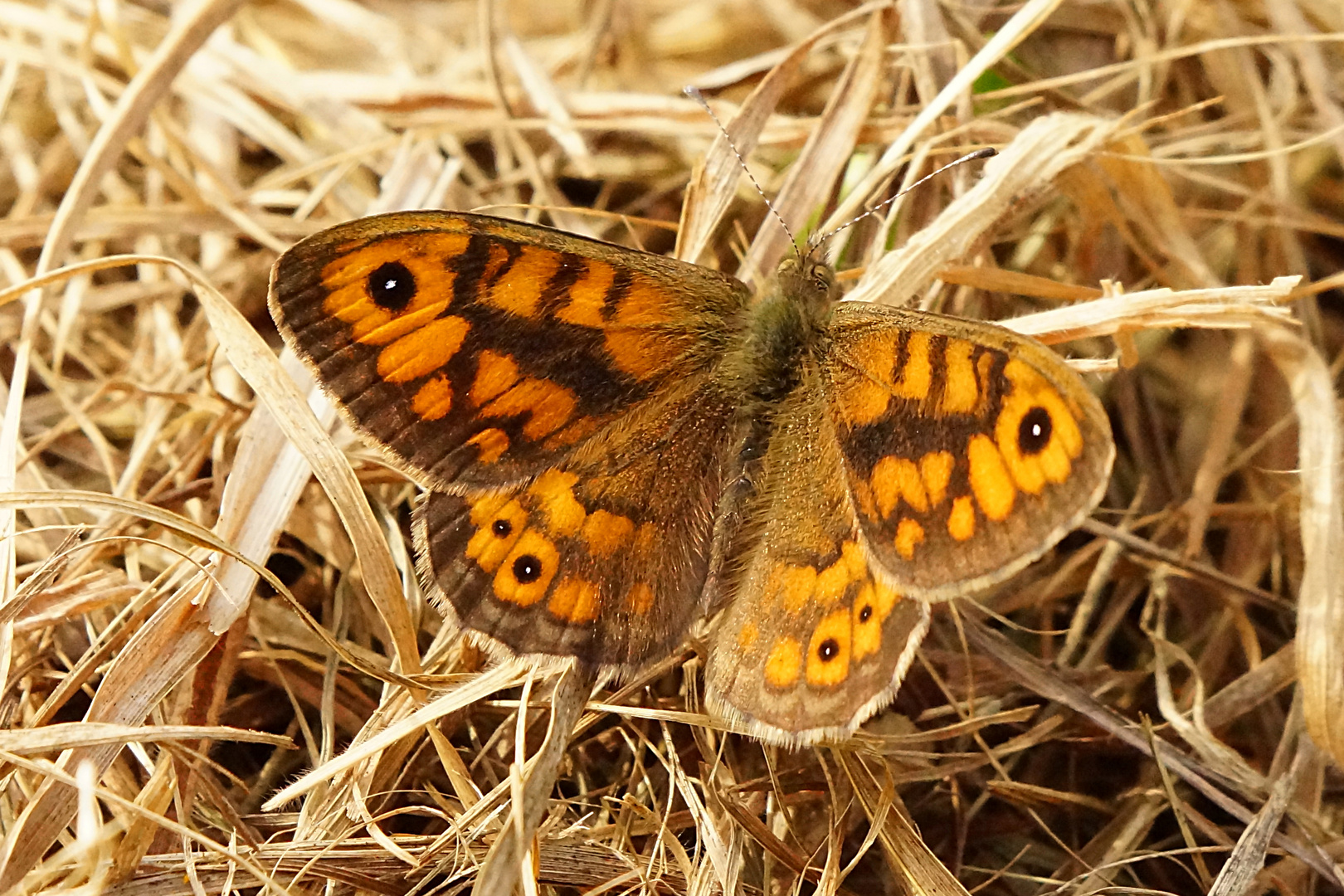 Mauerfuchs - Lasiommata megera