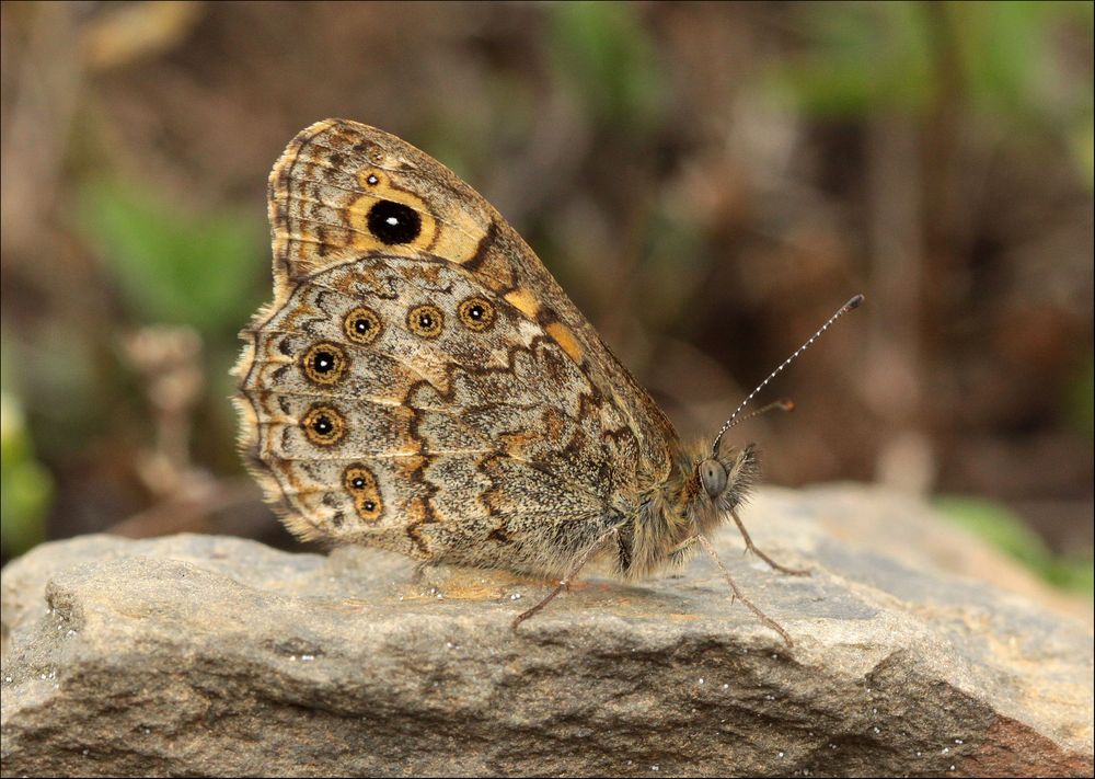 Mauerfuchs (Lasiommata megera)