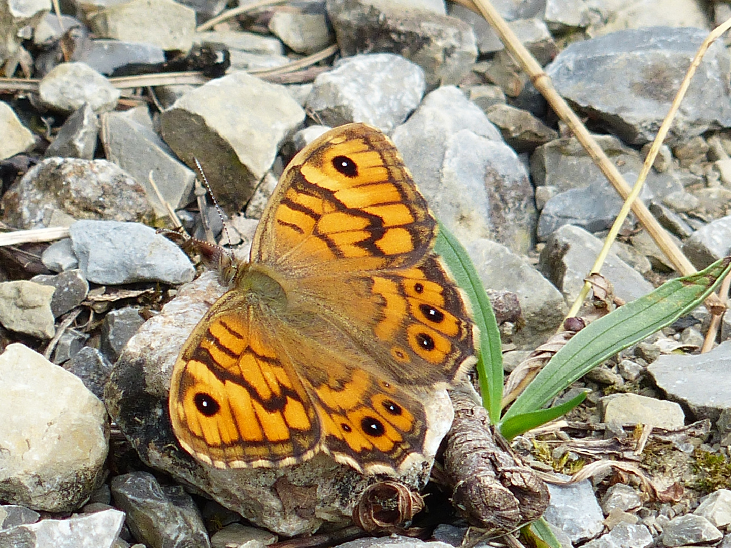 Mauerfuchs (Lasiommata megera)