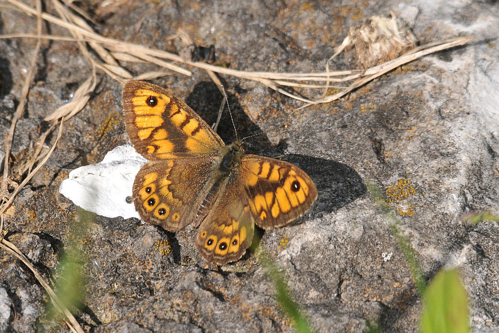 Mauerfuchs (Lasiommata megera)