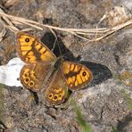 Mauerfuchs (Lasiommata megera)