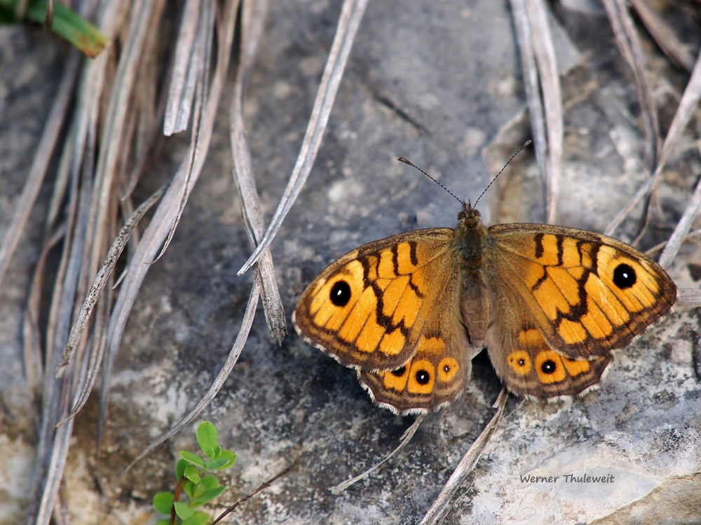 Mauerfuchs (Lasiommata megera)