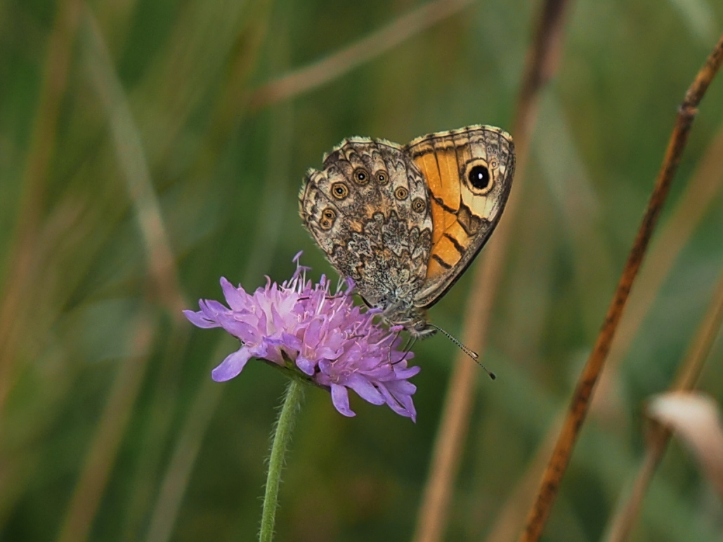 Mauerfuchs (Lasiommata megera)