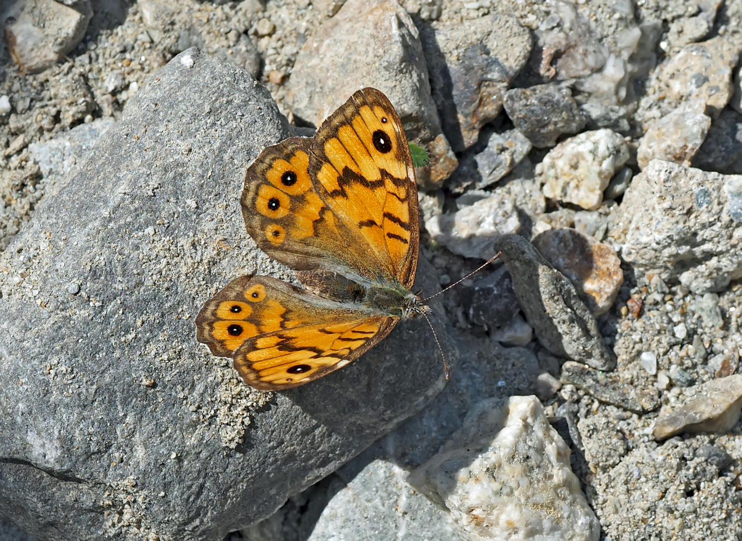 Mauerfuchs (Lasiommata megera) - La Mégère.