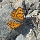 Mauerfuchs (Lasiommata megera) - La Mégère.