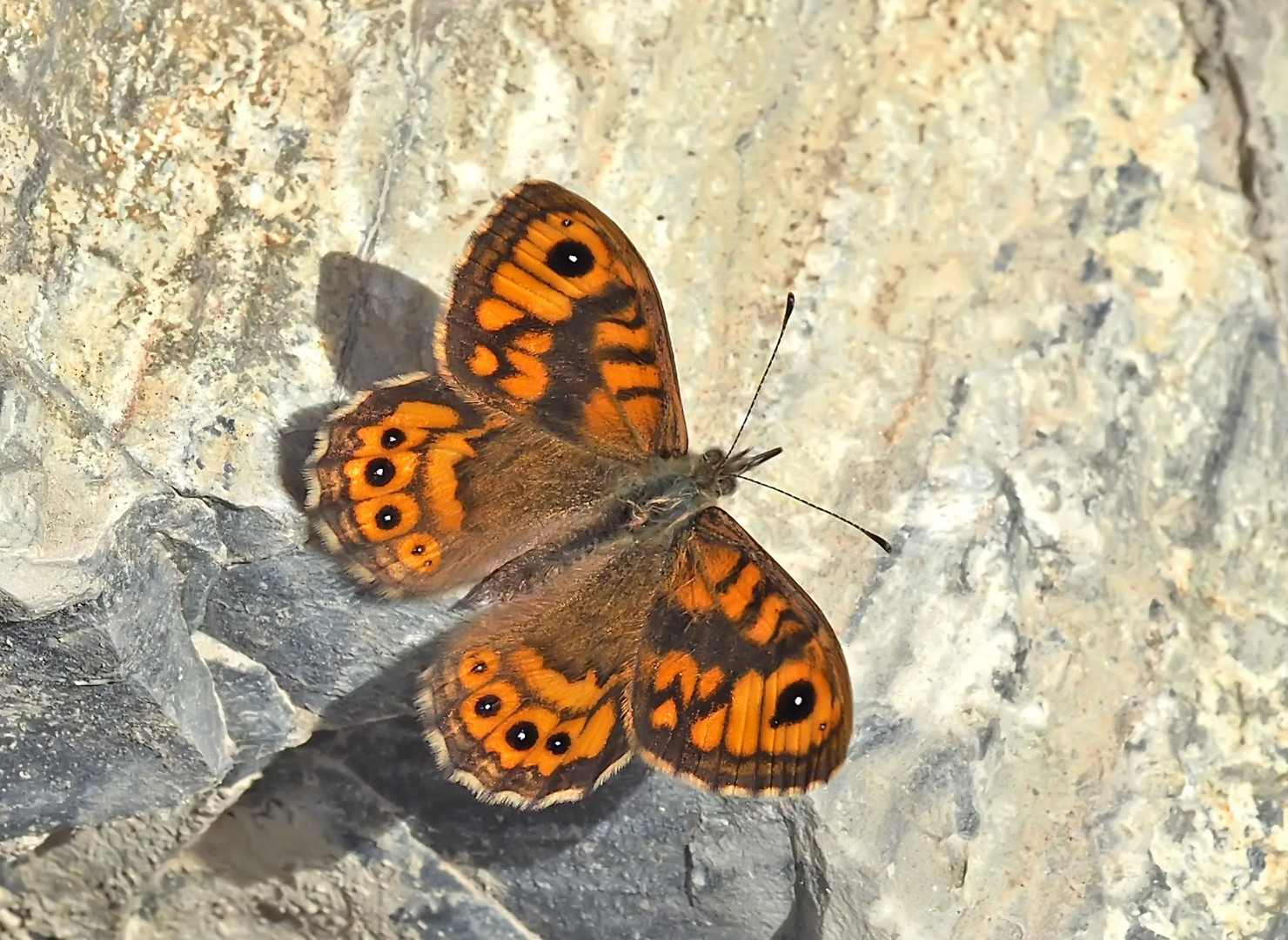 Mauerfuchs (Lasiommata megera) - La Mégère ou le Satyre.