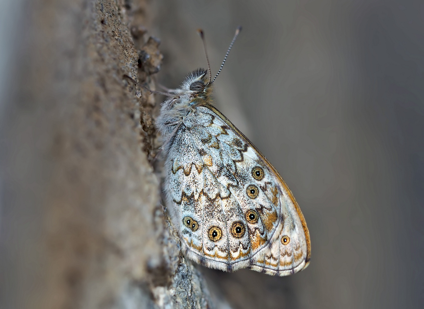 Mauerfuchs (Lasiommata megera) - La Mégère ou le Satyre.